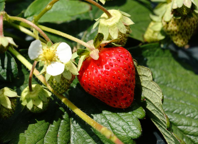 在房子裡培育的甜味突出的「草莓」