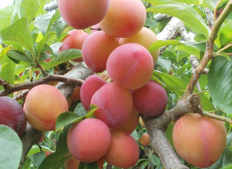 微酸微甜的滋味溫柔地蔓延開來「成熟李子」