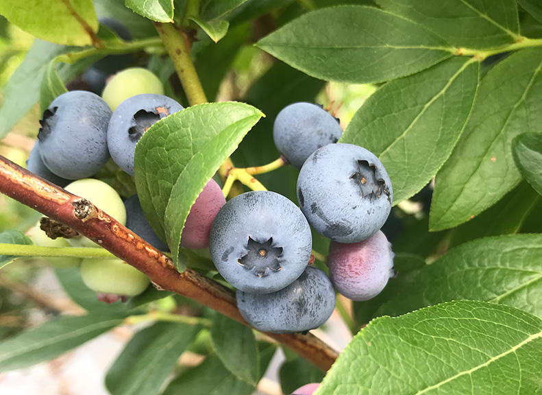 花也能享受果實「藍莓」