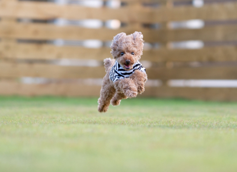 愛犬能露出笑容的狗狗活動區