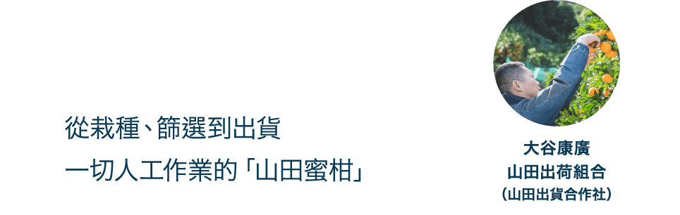 從栽種、篩選到出貨一切人工作業的「山田蜜柑」