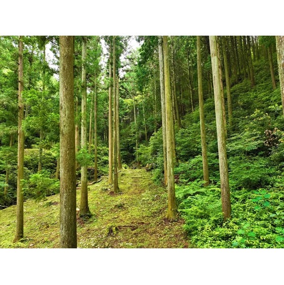 奈良山等妙寺史跡公園