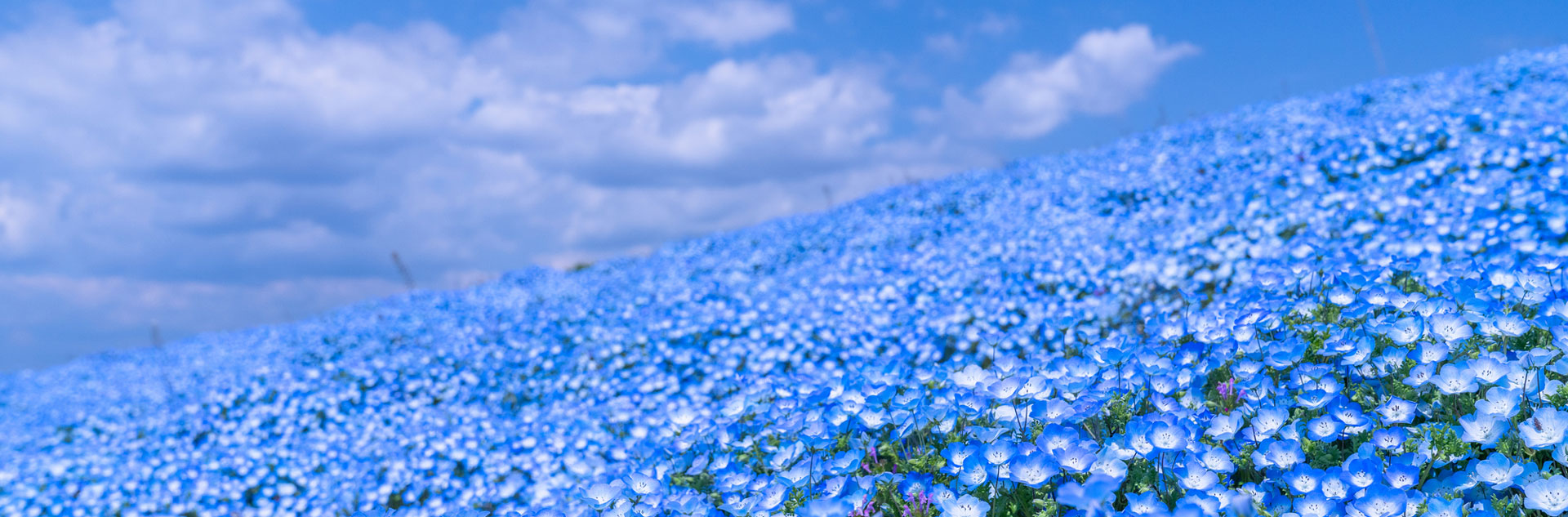 茨城旅行 ibaraki area