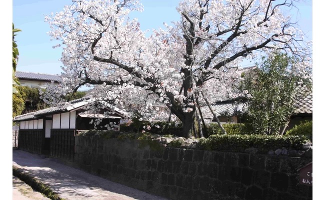 櫻花季節②