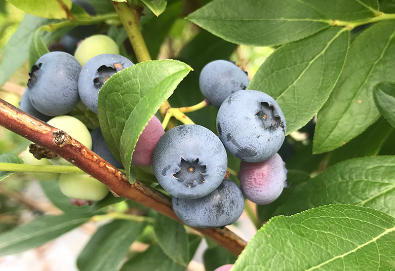 ニトリ観光果樹園