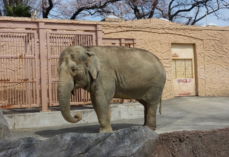 日立市かみね動物園