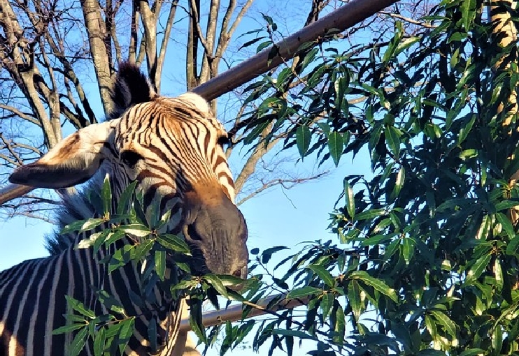 日立市かみね動物園