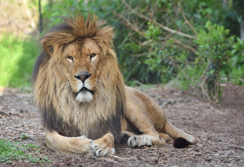 野毛山動物園