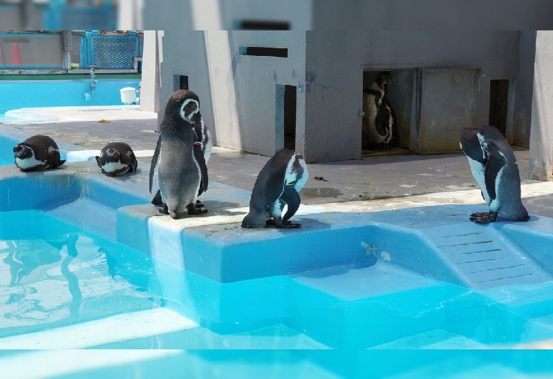 野毛山動物園