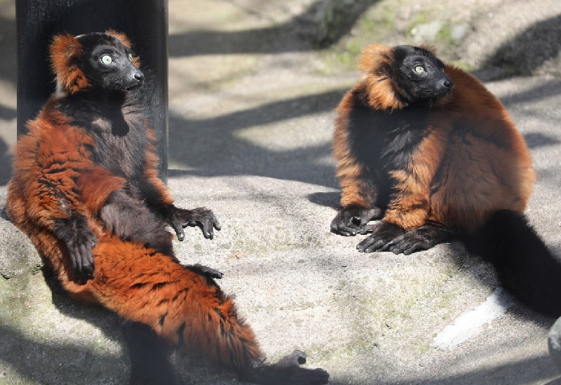 野毛山動物園