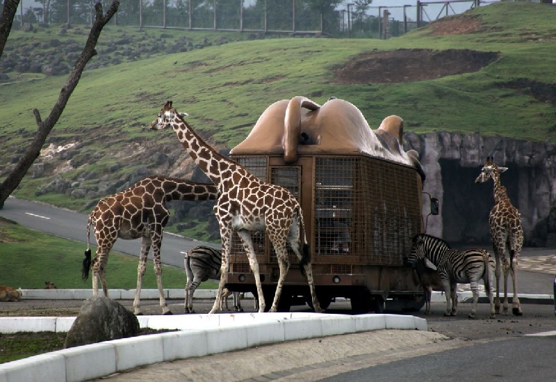 九州自然動物公園アフリカンサファリ