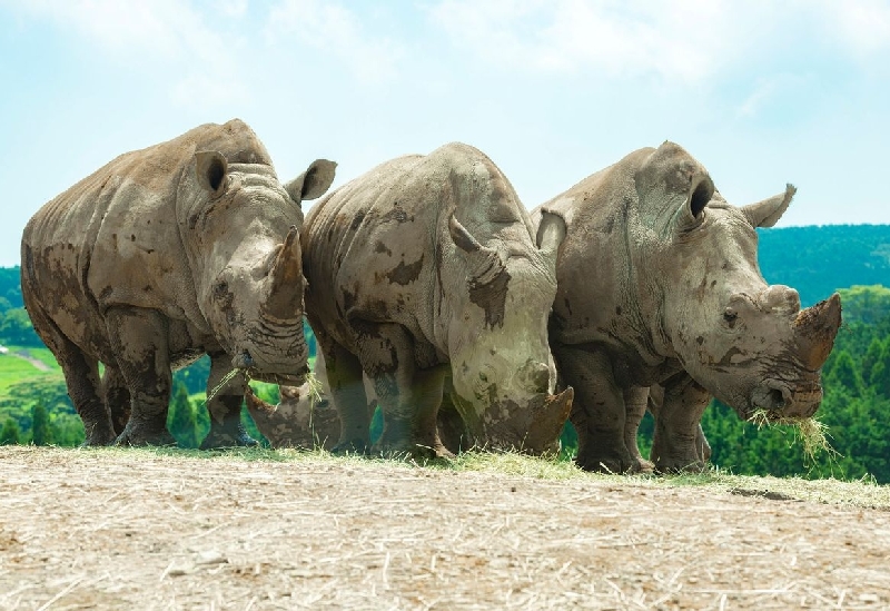 九州自然動物公園アフリカンサファリ