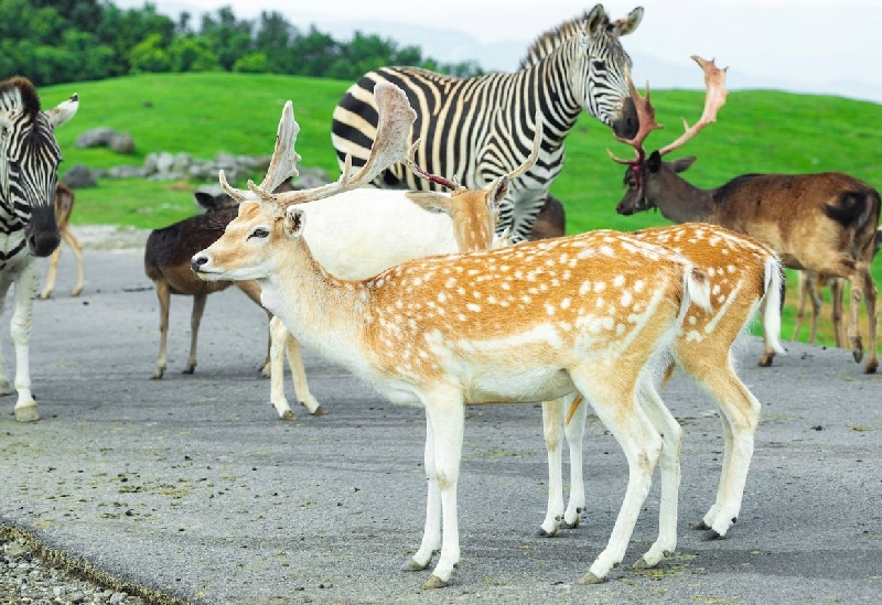 九州自然動物公園アフリカンサファリ