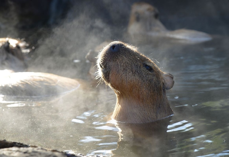 伊豆シャボテン動物公園