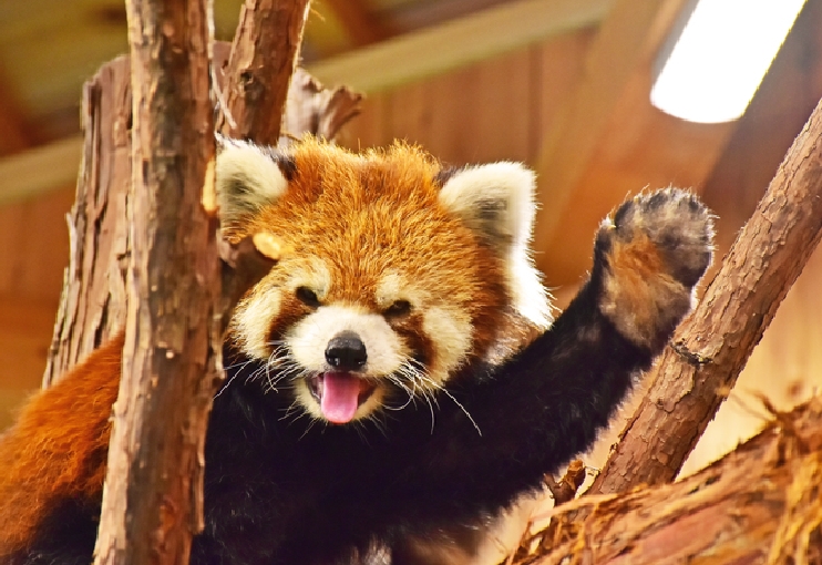 伊豆シャボテン動物公園