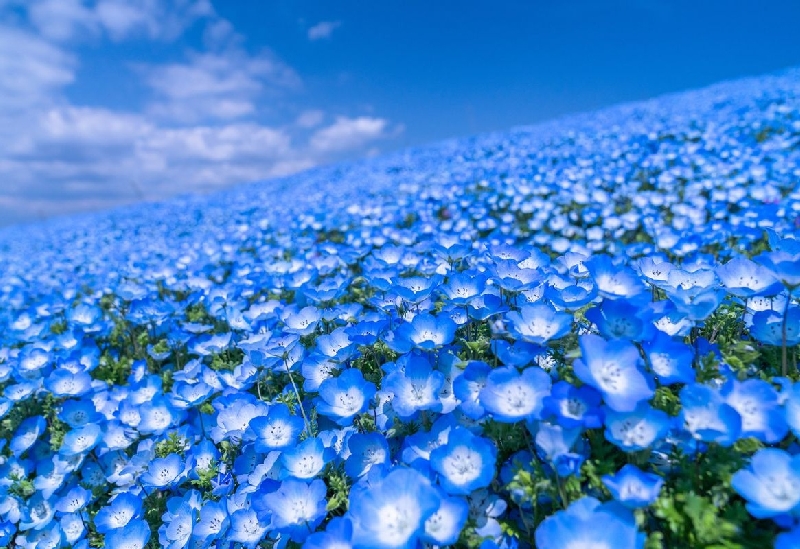 海の中道海浜公園