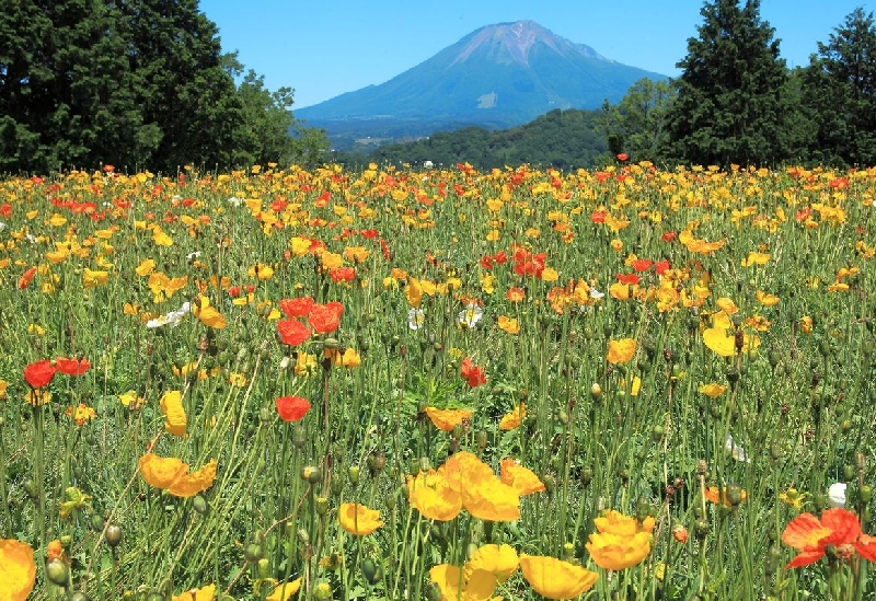 とっとり花回廊