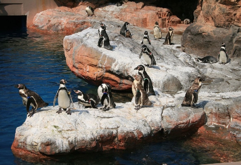 アクアワールド茨城県大洗水族館