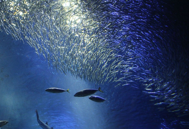 アクアワールド茨城県大洗水族館