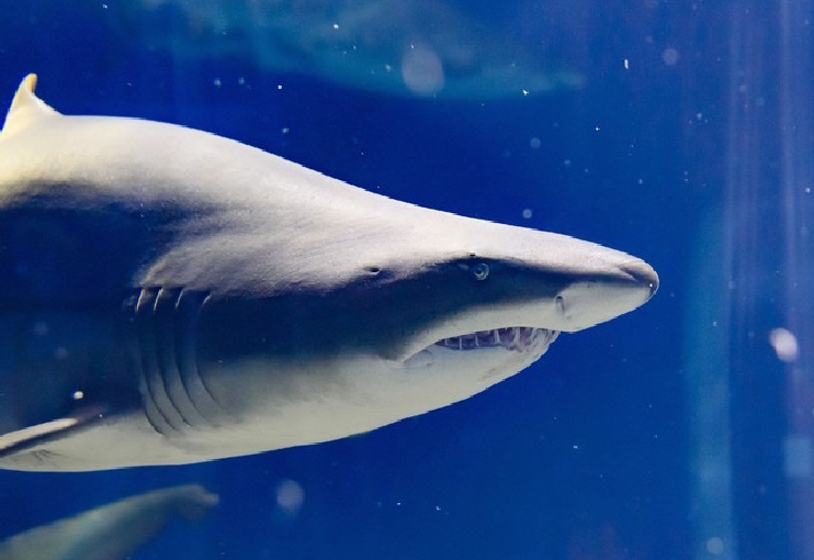 アクアワールド茨城県大洗水族館