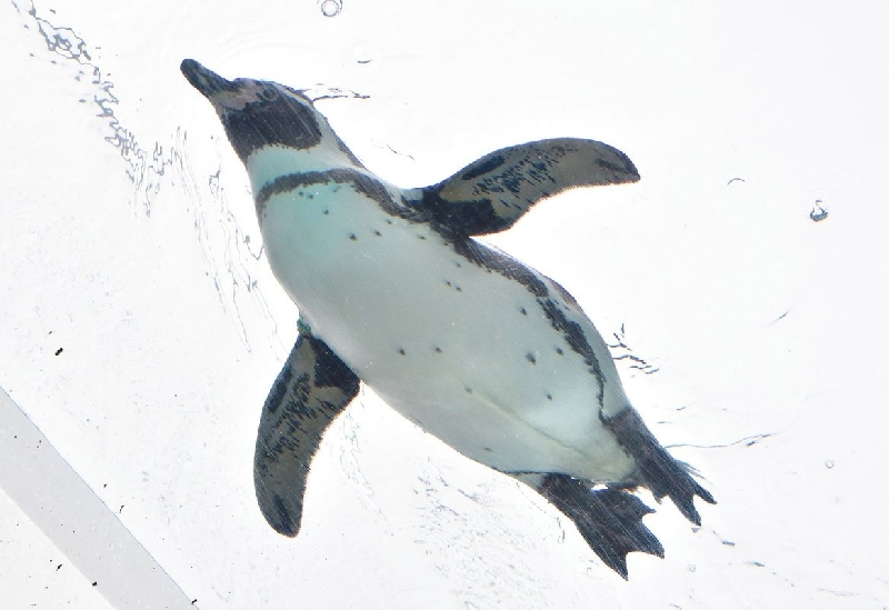 越前松島水族館