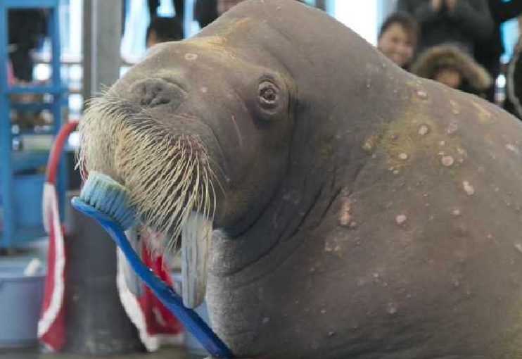 鳥羽水族館