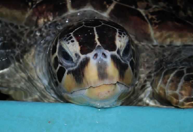 桂浜水族館