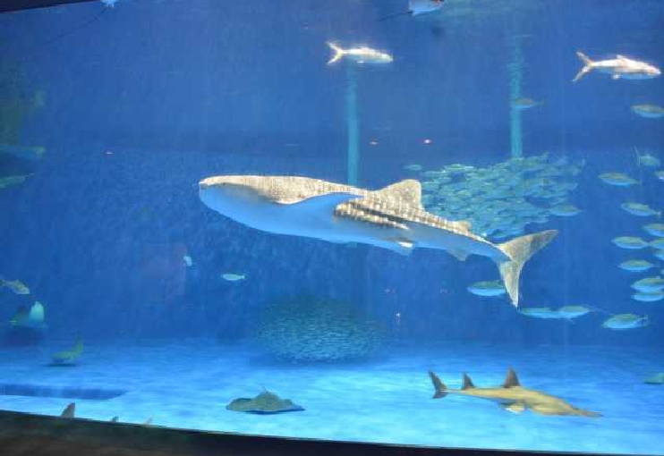 いおワールドかごしま水族館