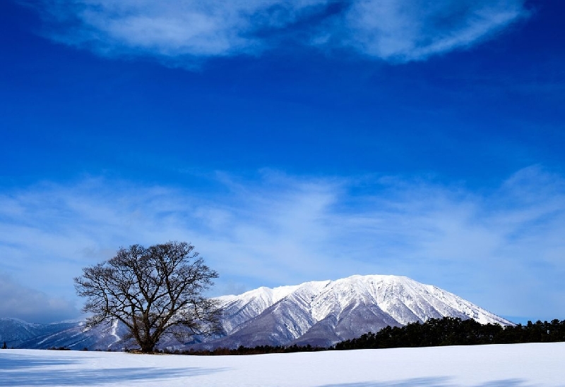 小岩井農場