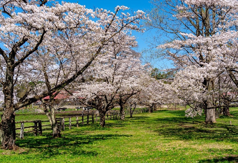 小岩井農場