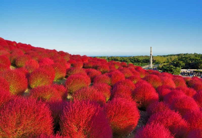 東京ドイツ村