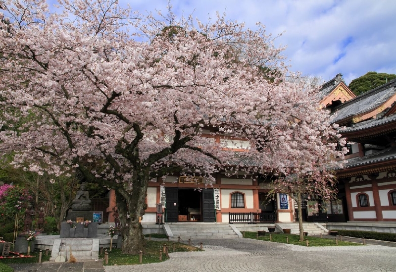 長谷寺（鎌倉）