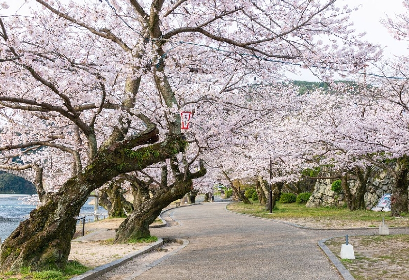 岩国・柳井・周南・大島