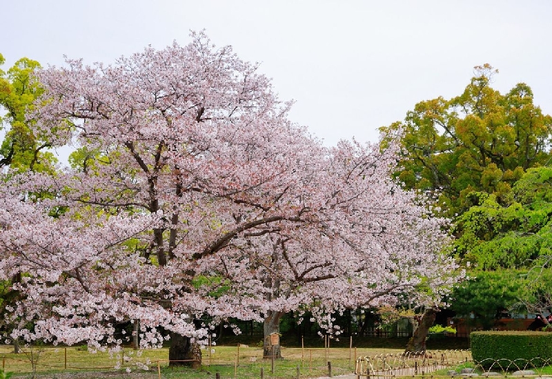 栗林公園