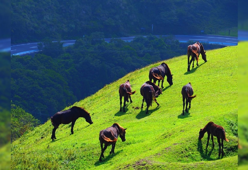 都井岬