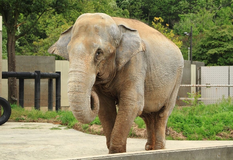 いしかわ動物園