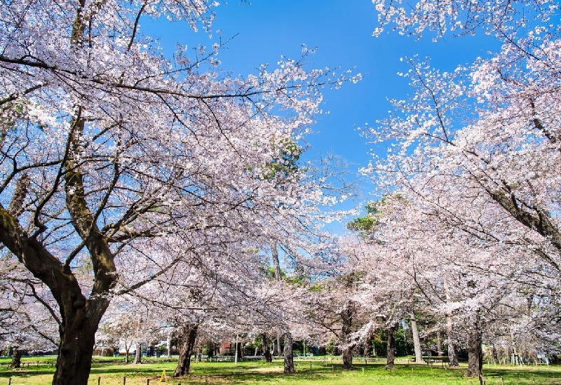 大宮公園