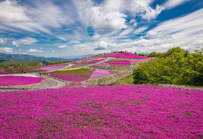 茶臼山高原