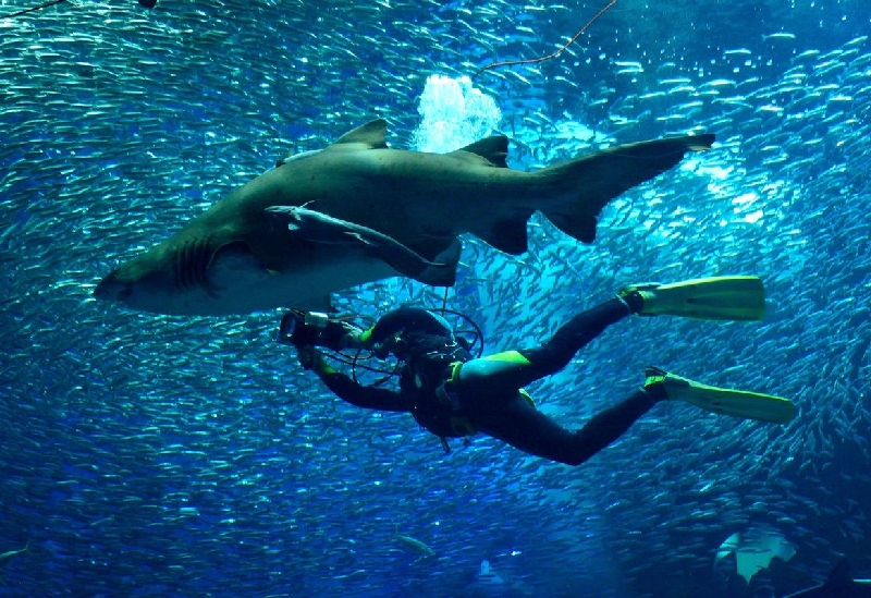 すみだ水族館