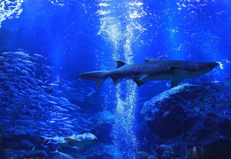 すみだ水族館