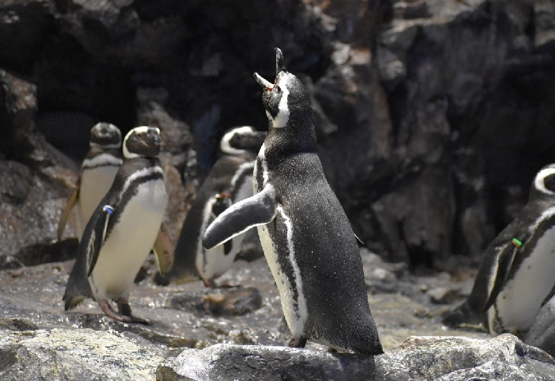 すみだ水族館