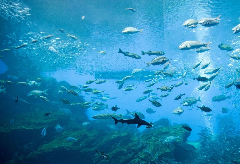 仙台うみの杜水族館