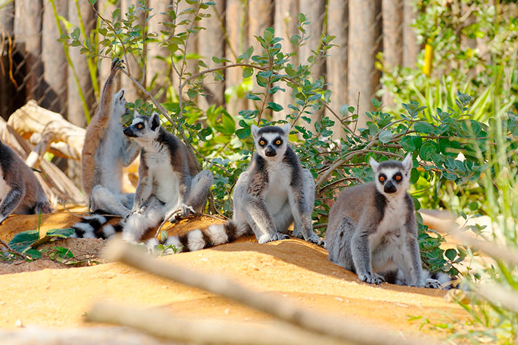 宇部市ときわ動物園