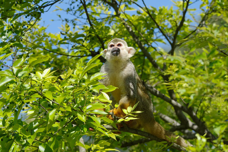 宇部市ときわ動物園