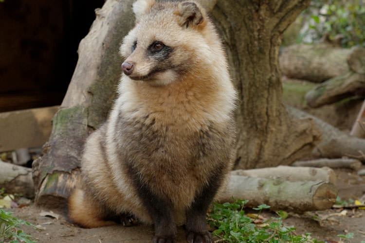 宇部市ときわ動物園