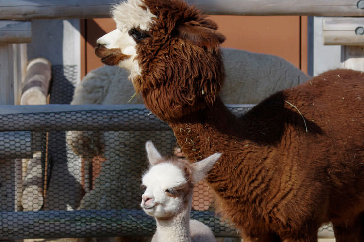 宇部市ときわ動物園