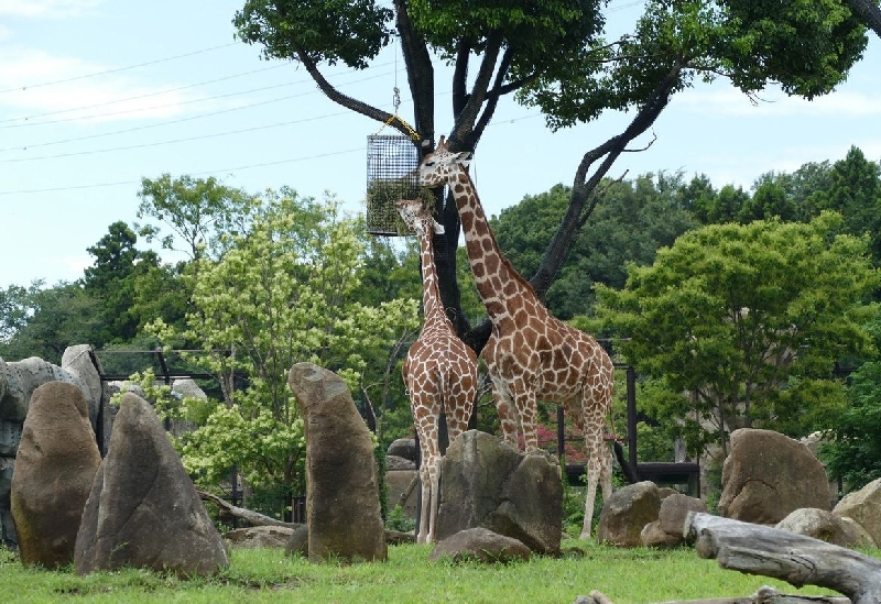 よこはま動物園ズーラシア