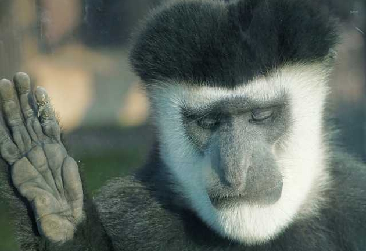 よこはま動物園ズーラシア