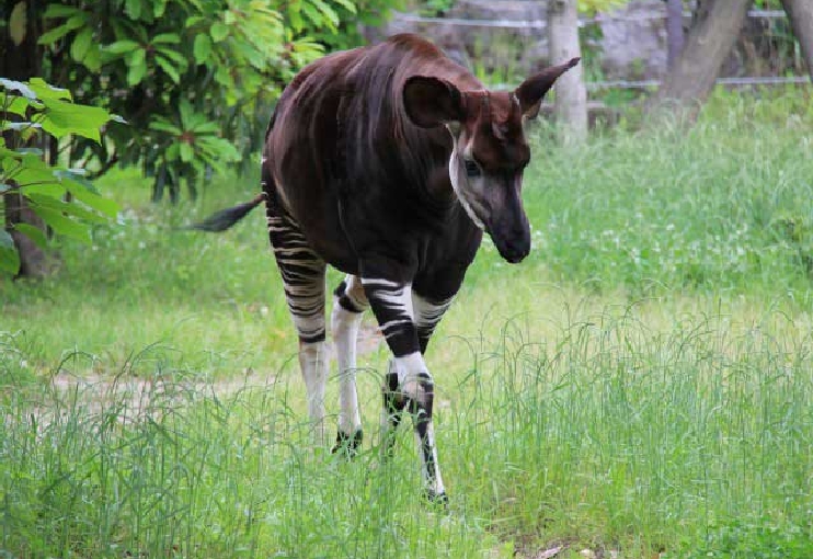 よこはま動物園ズーラシア