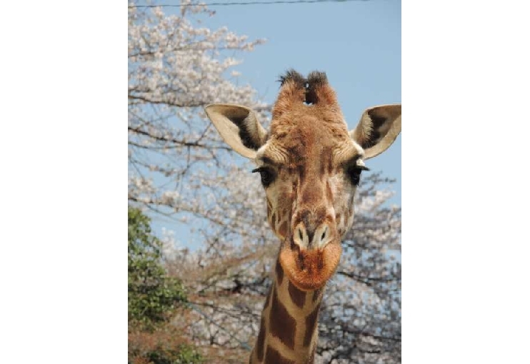 池田動物園